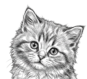 Kitten Packages