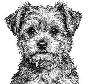 Puppy Packages