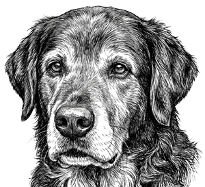 Senior Pet Packages