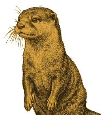 Brook the River Otter