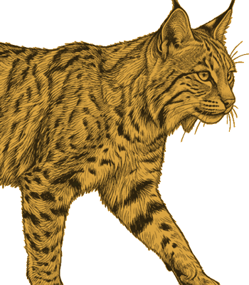 Timber the Bobcat