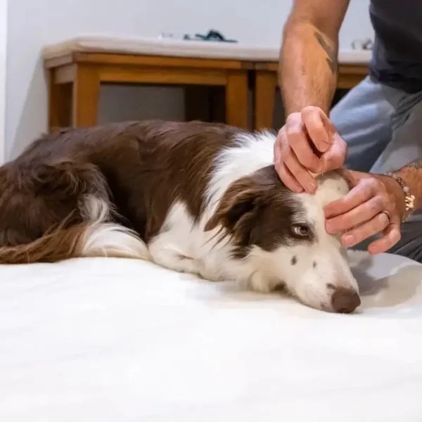 The Healing Needle: How Acupuncture Joins the High Desert Veterinary Toolbox