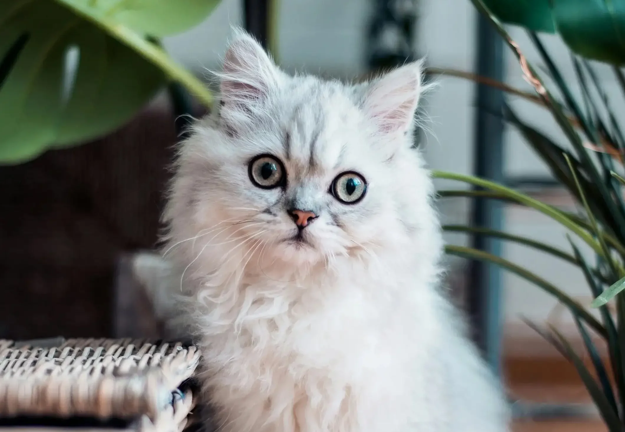 Deworming for Your Cat