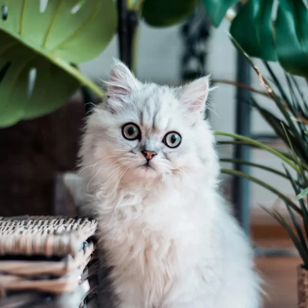 Stop the Sneaky Invaders: Proactive Deworming for Your Cat