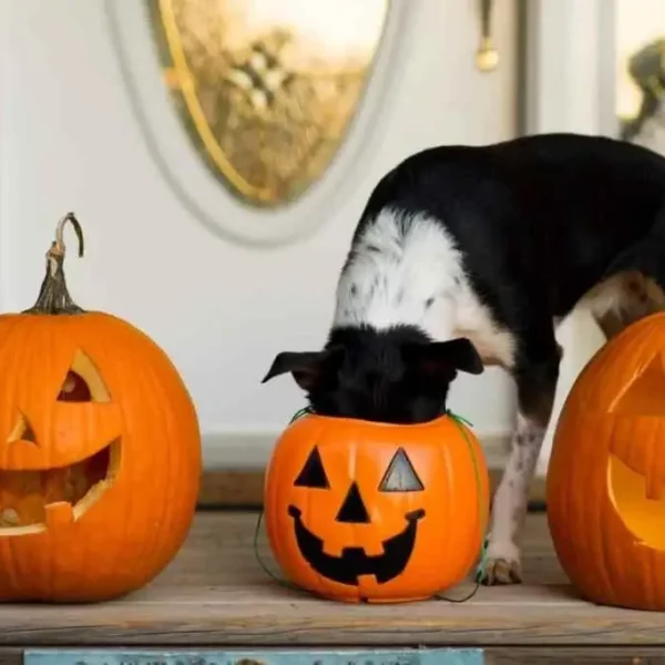 7 Tips to Keep Your Pets Out of the Spook on Halloween!