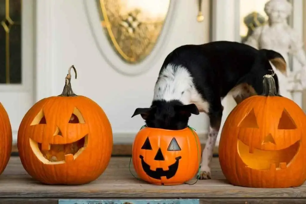Pets and Halloween