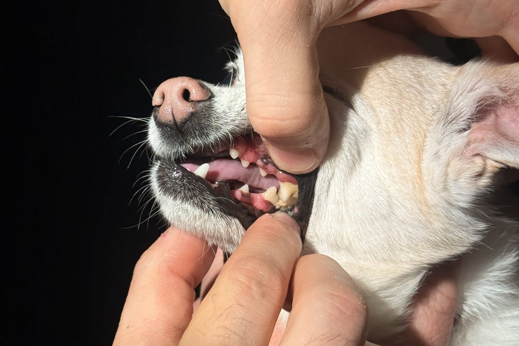 Pet Dental Care