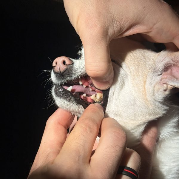 What Your Pet’s Mouth Is Telling You (And Why Spring Is the Perfect Time to Listen)