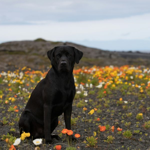 Charlie’s Fund: A Legacy of Love