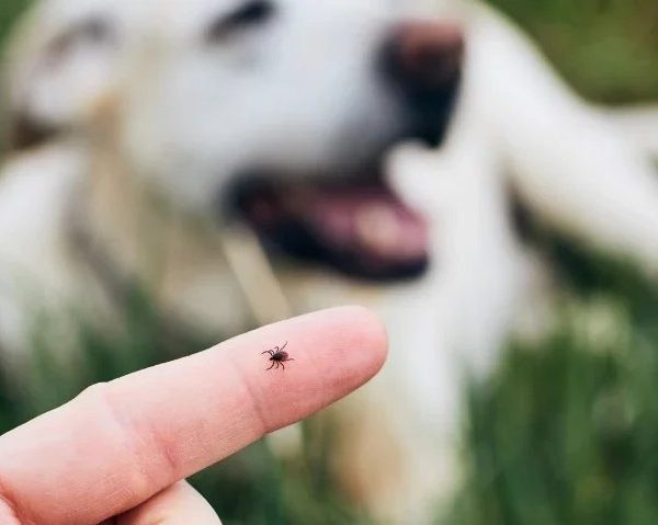 Ticks in Central Oregon: More Common Than You Think — And What to Do Before You Head Out