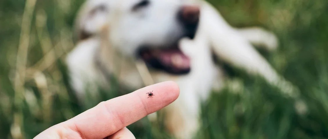 Ticks in Central Oregon