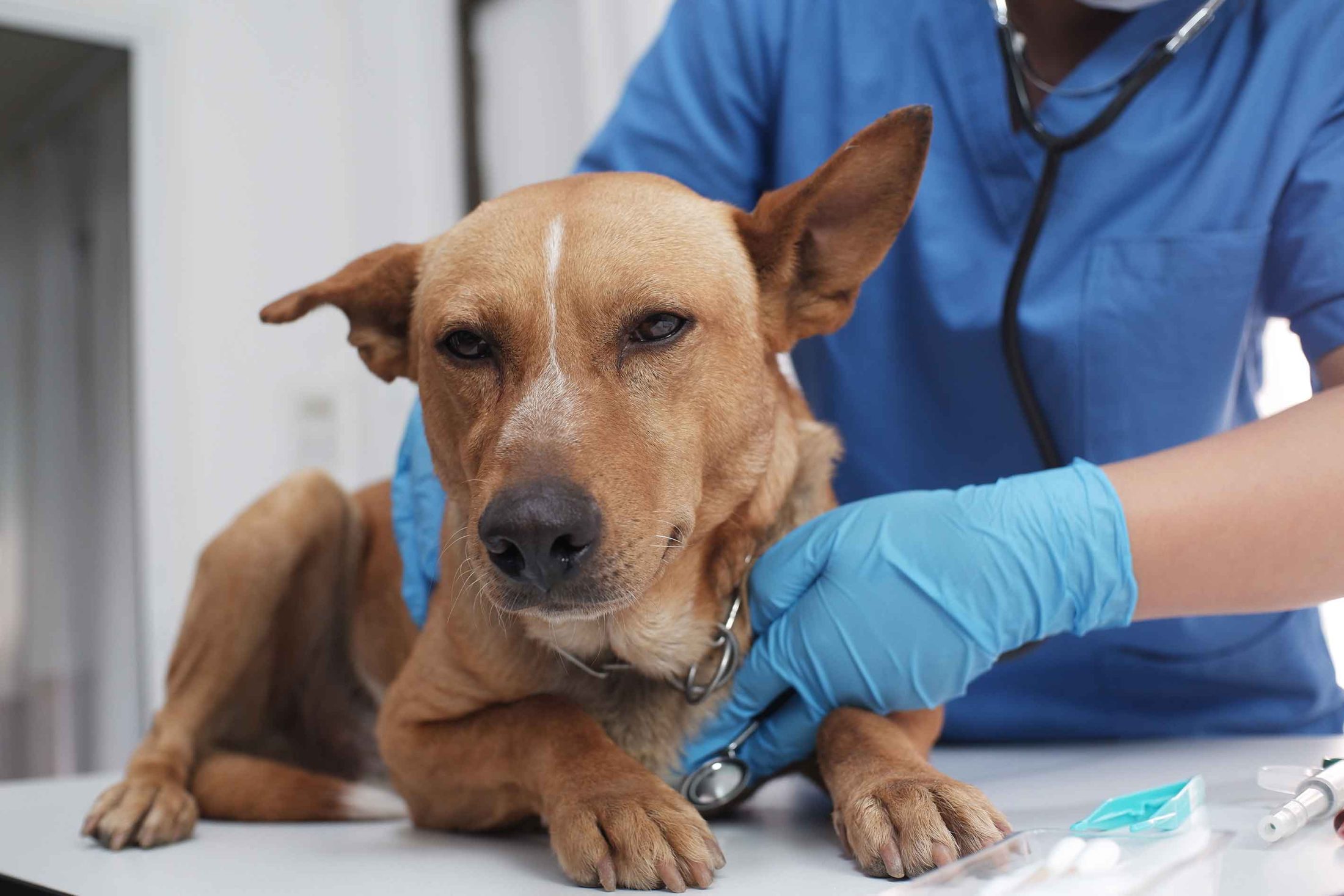 Veterinary Urgent Care