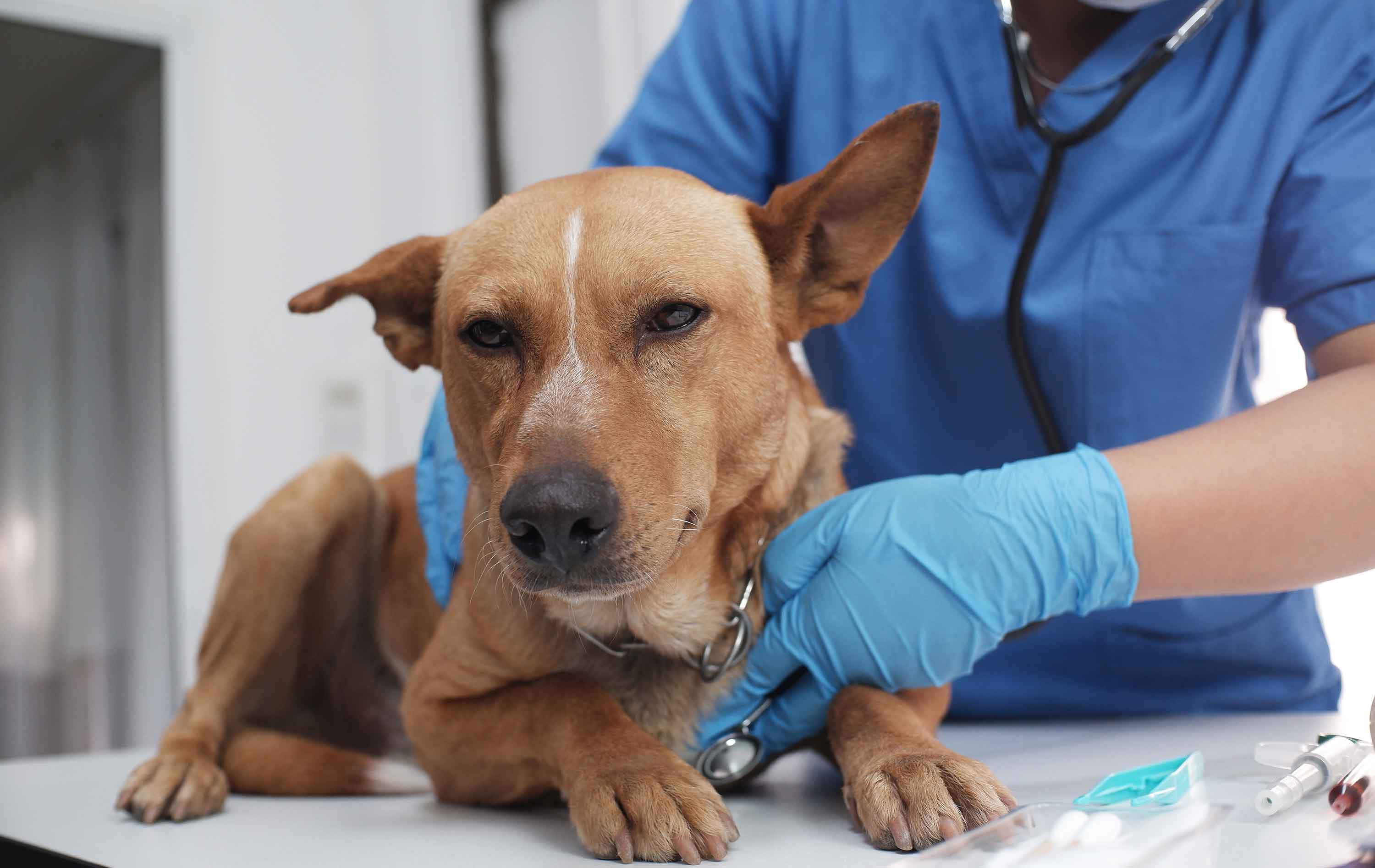 Veterinary Urgent Care