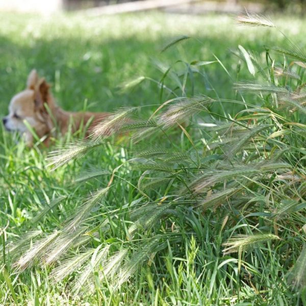 The Hidden Hazard on Every Trail: What Central Oregon Pet Owners Need to Know About Foxtails & Cheatgrass