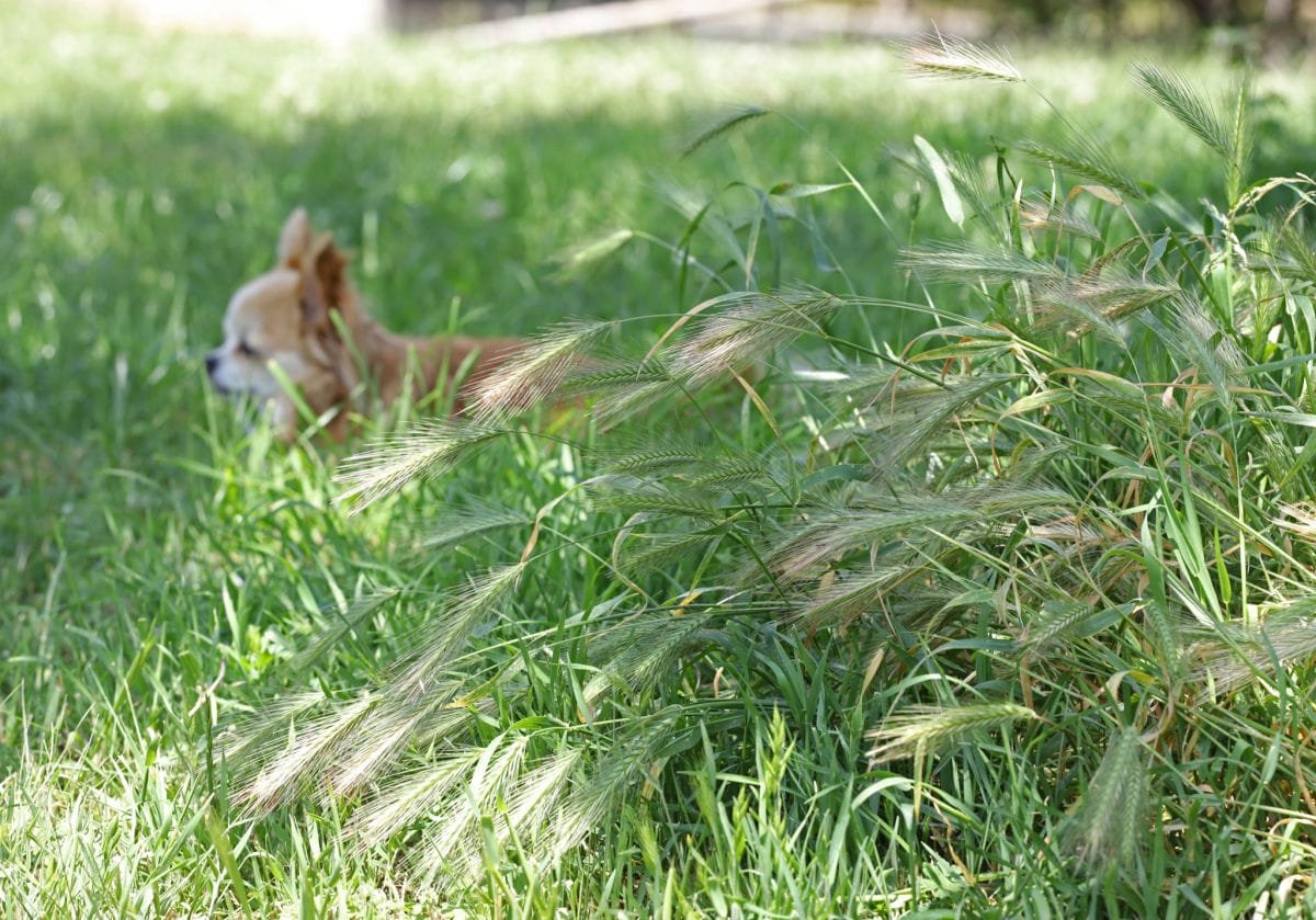 Foxtails and Cheatgrass for Dogs