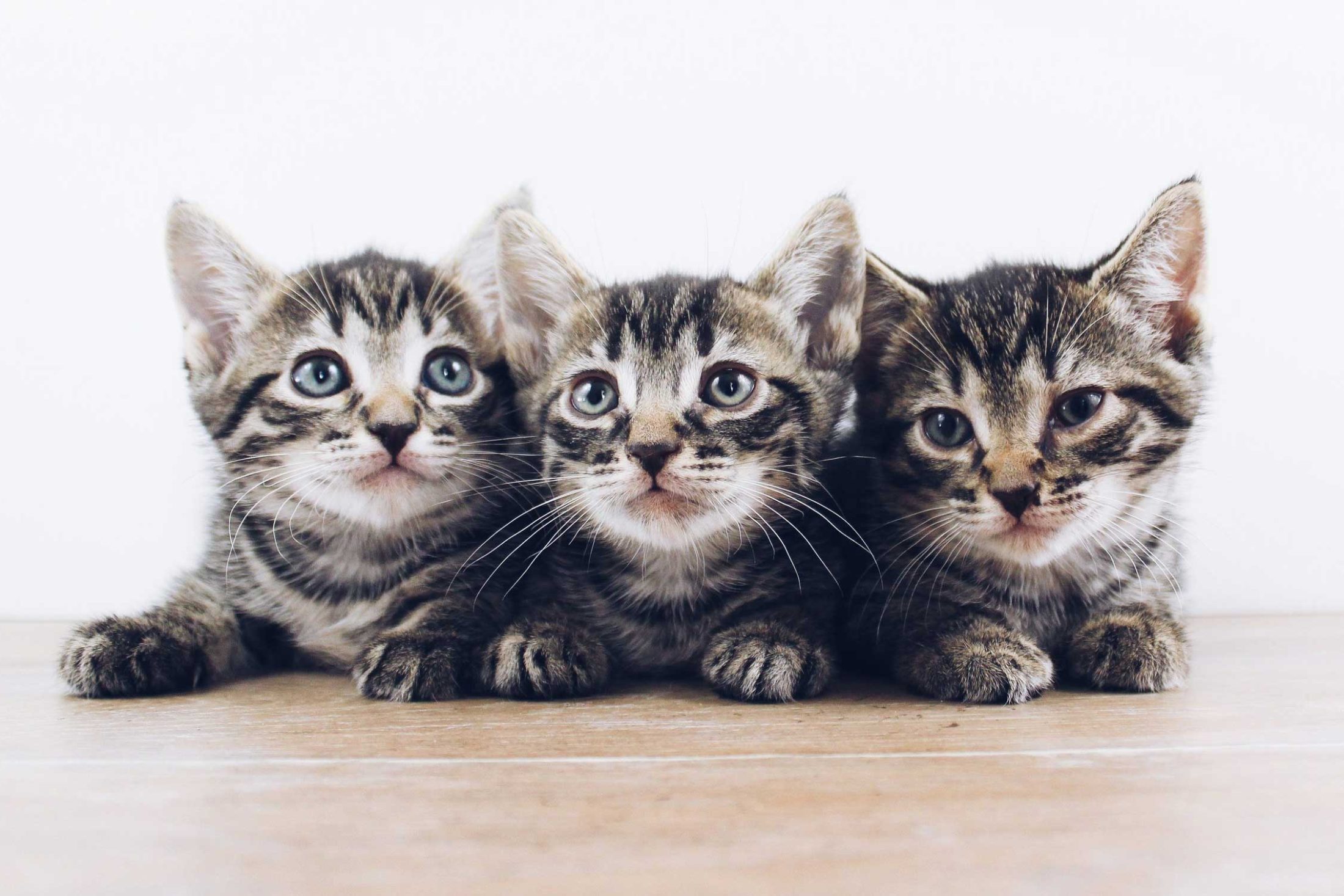 Healthy Kitten Packages