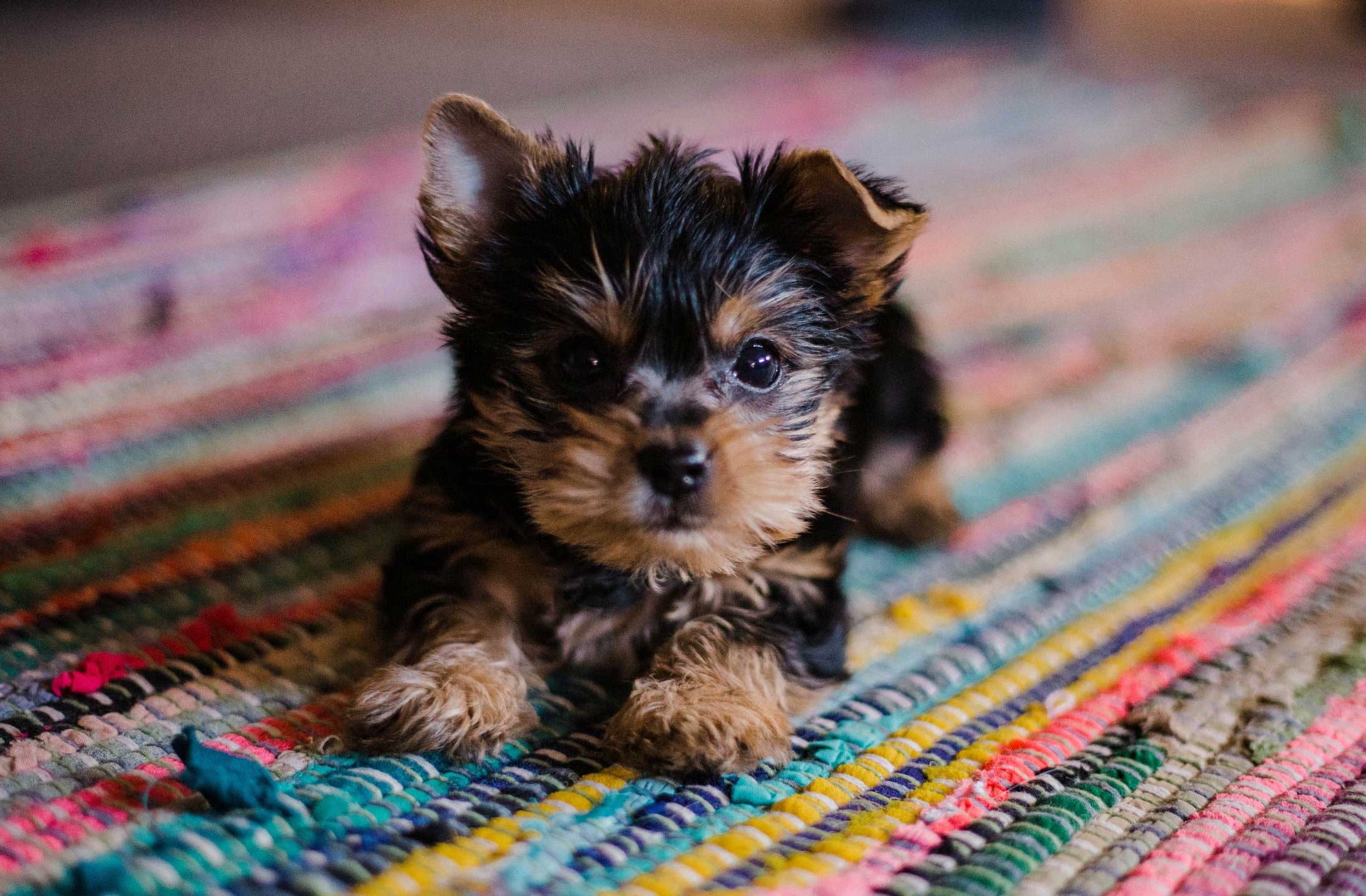 Healthy Puppy Program