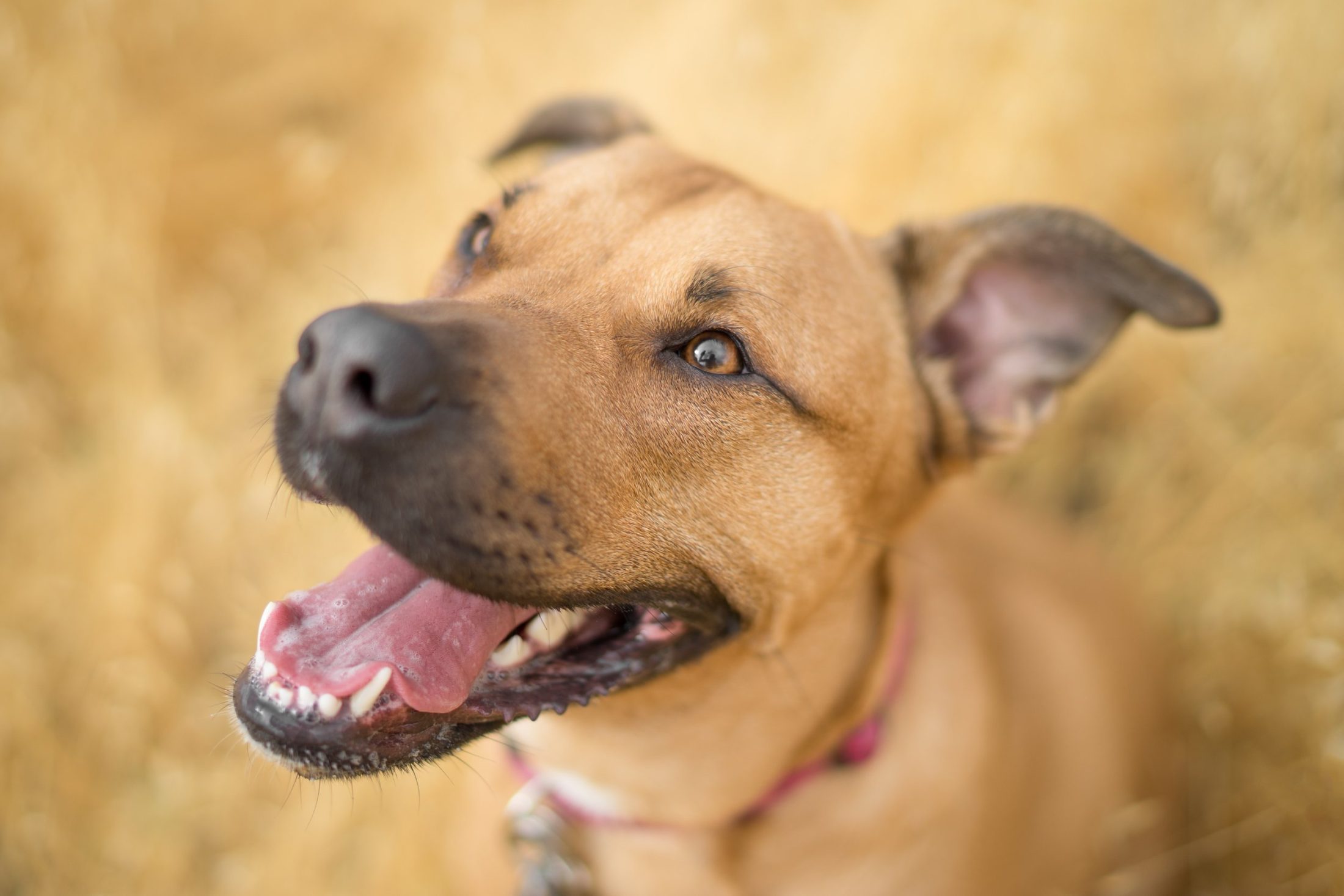 Dental Care and Treatment for Pets