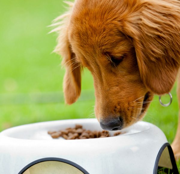 Is Your Pet Eating for the Season? What You Should Know About Summer Nutrition