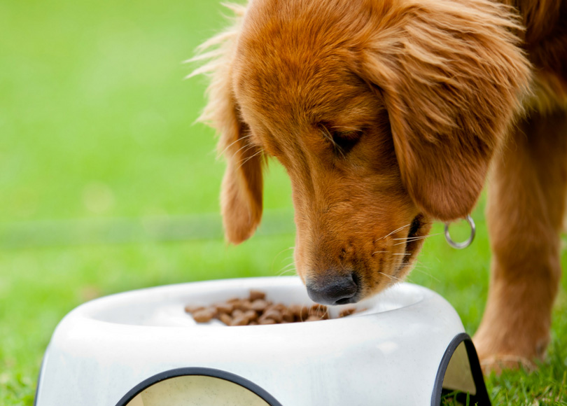 Pet Nutrition