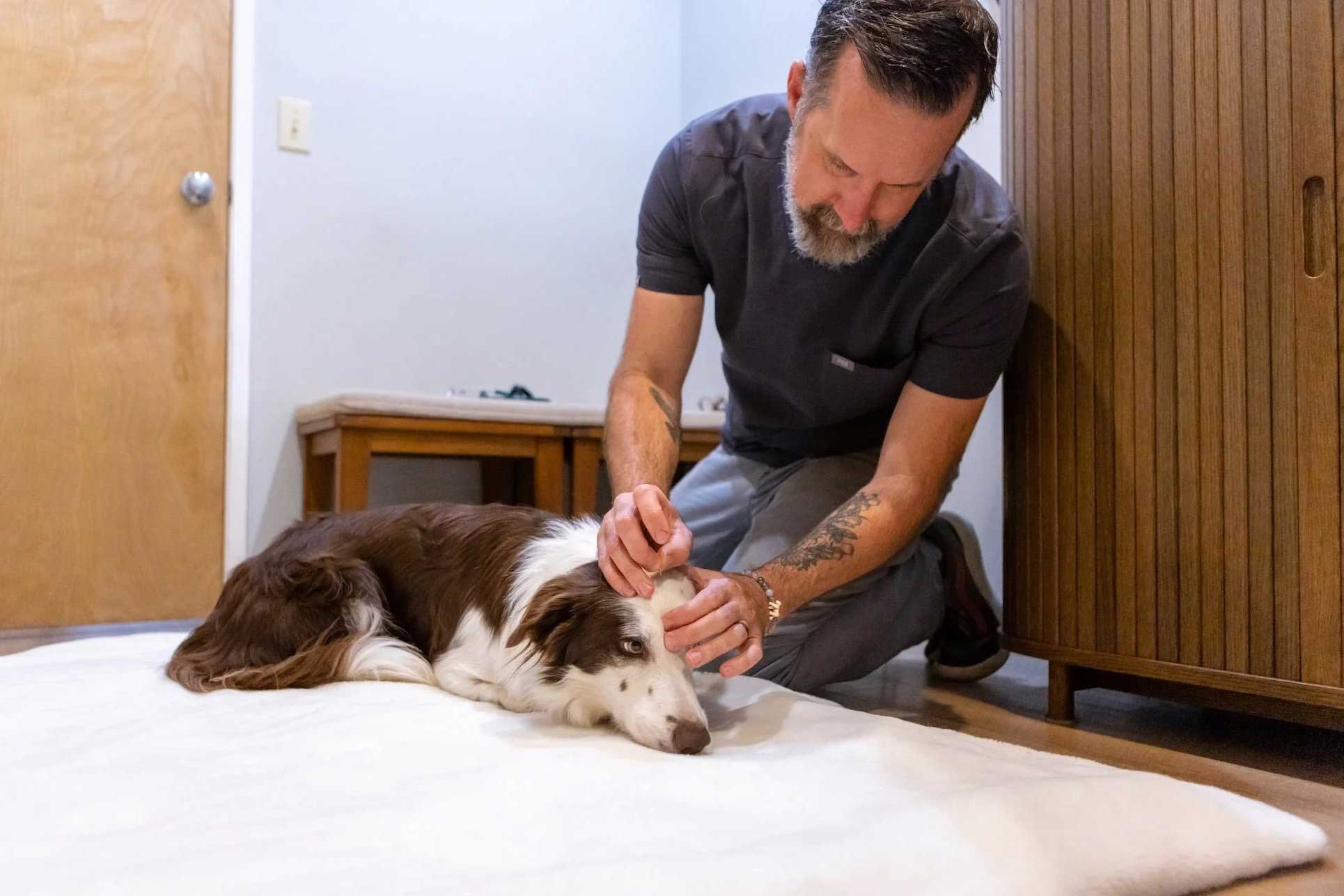 Bend Pet Acupuncture