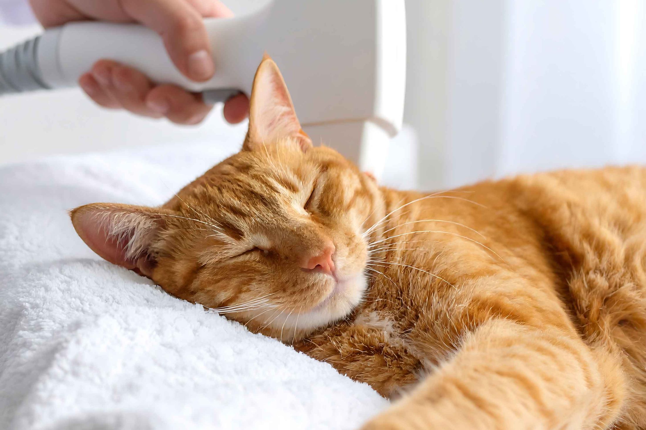 Pet Cold Laser Therapy