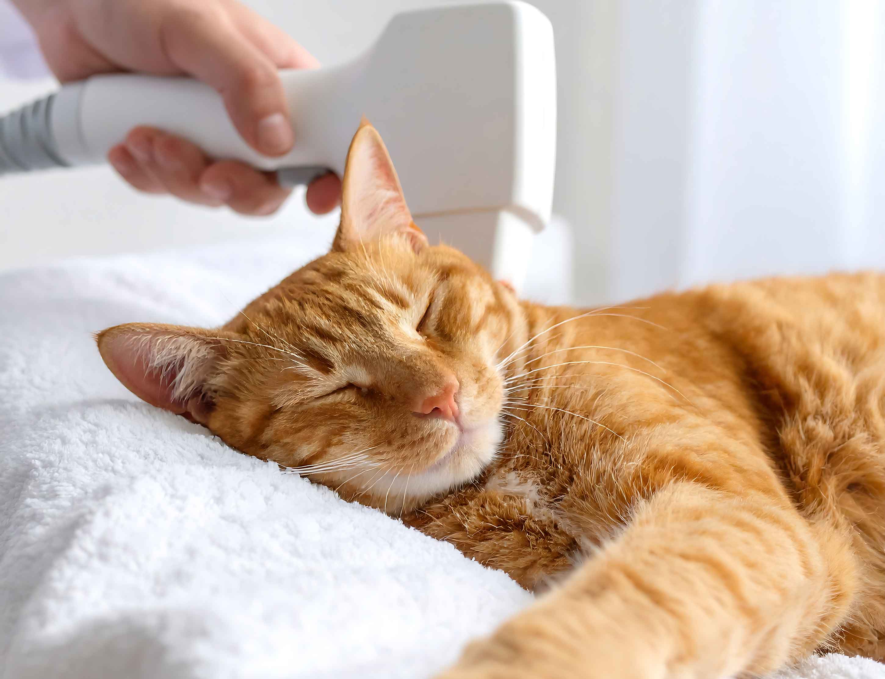 Pet Cold Laser Therapy