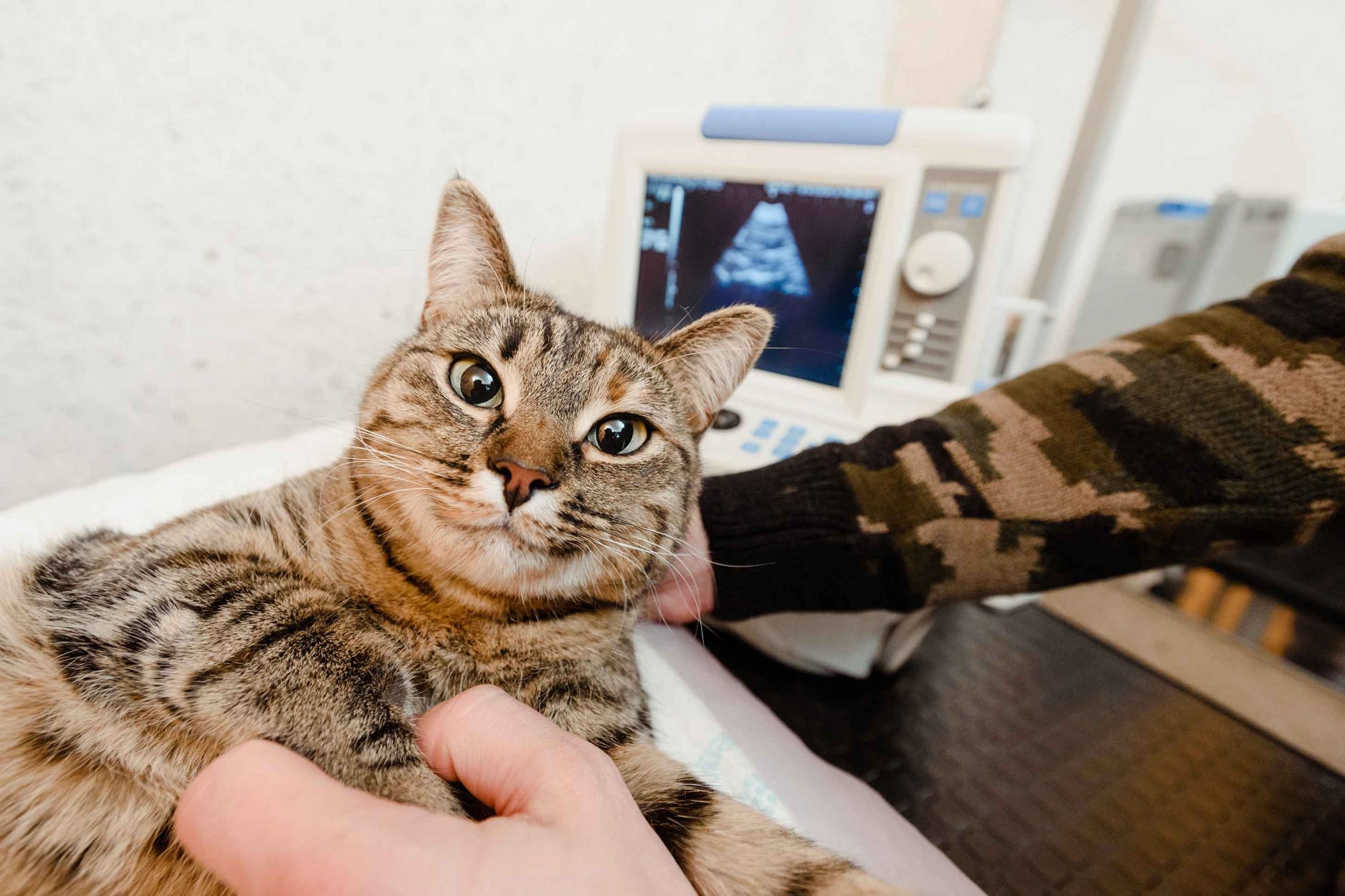 Veterinary Diagnostics