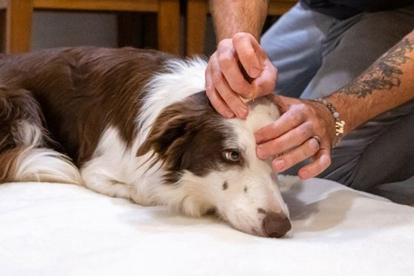 Acupuncture for your Pet