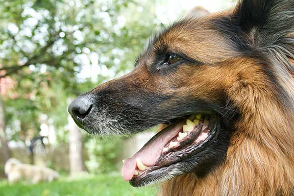 A dog with healthy teeth
