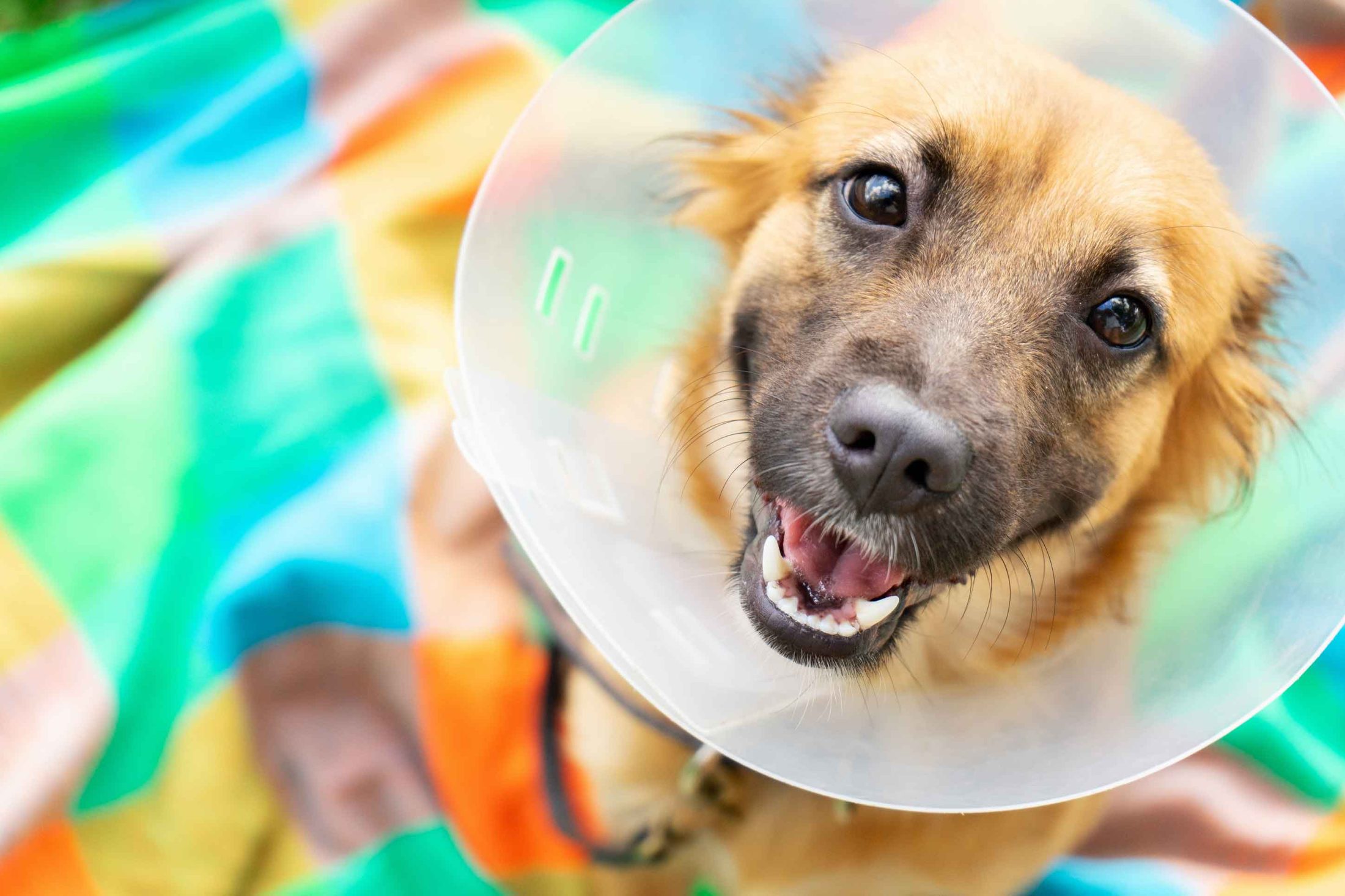 Vaccines protect your pet