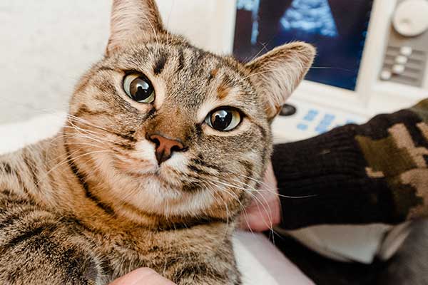 Veterinary Diagnostics