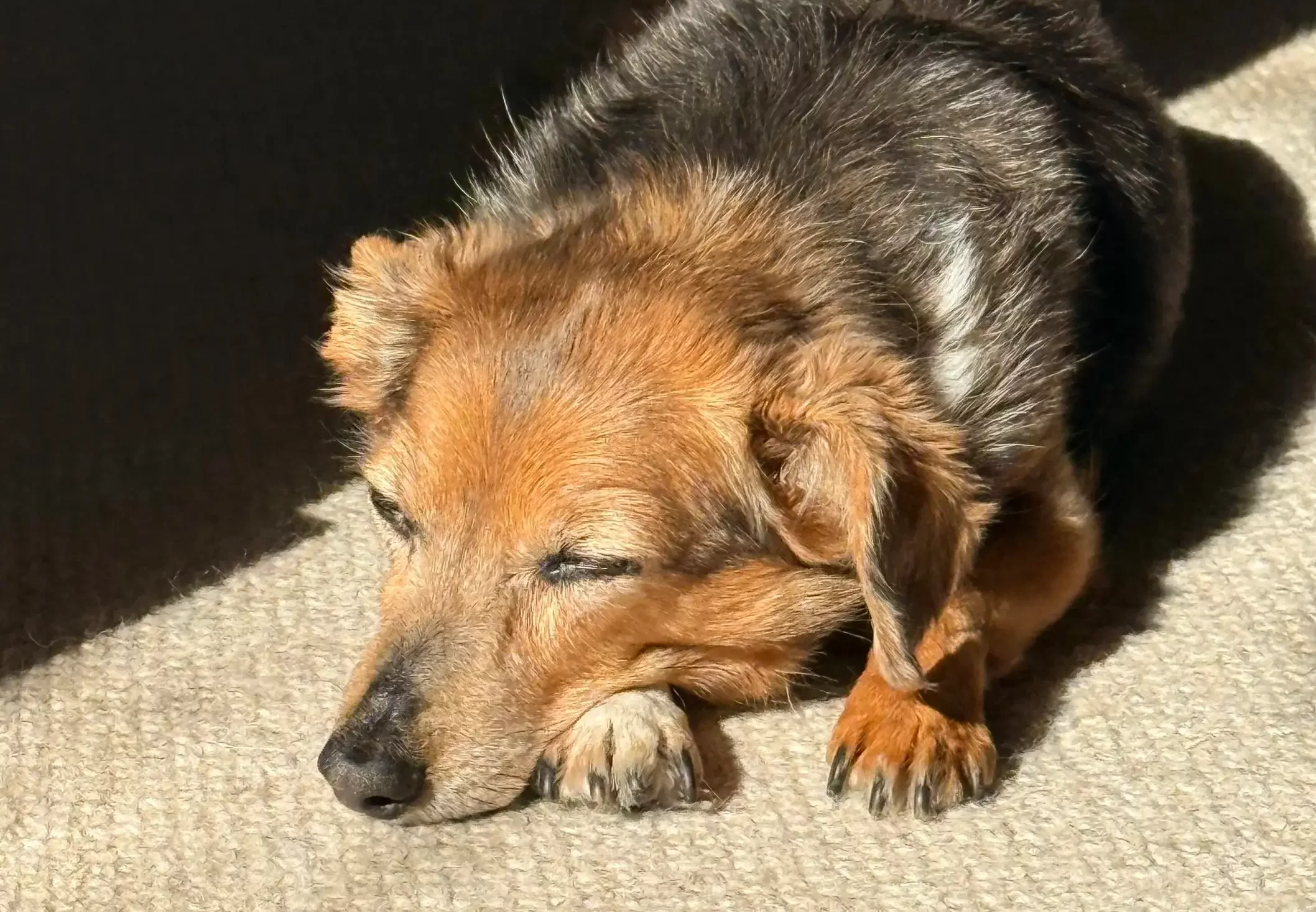 Adopting a Senior Pet