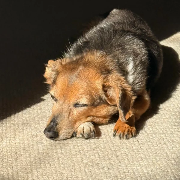 Growing Old Together: Why Senior Dogs Make the Best Companions