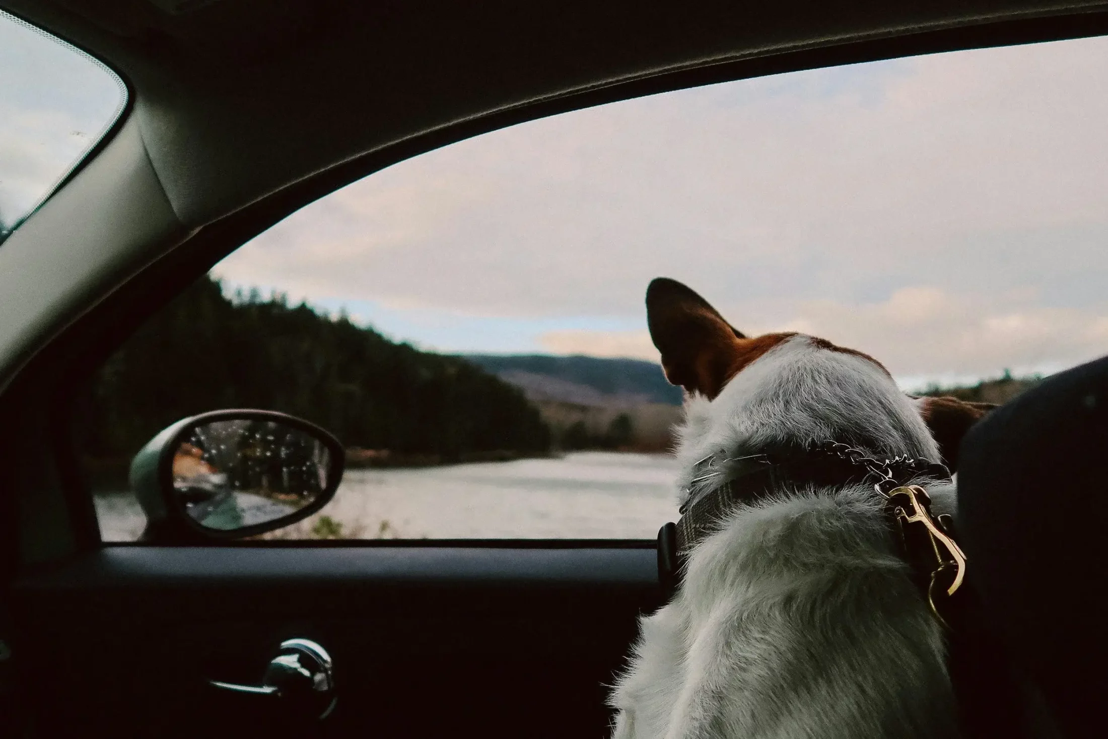Evacuating with Pets