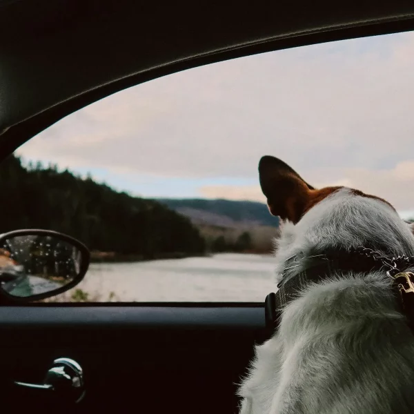 Evacuations: How to Bring Your Pet Along with You