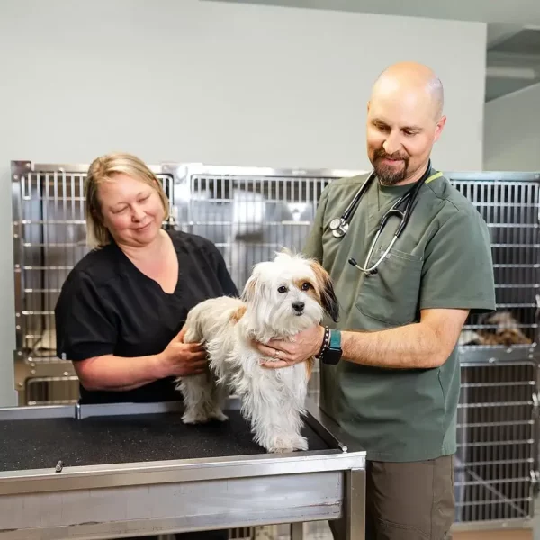 Top 5 Reasons Every Pet Owner Needs a Veterinarian (and What You Risk Without One)