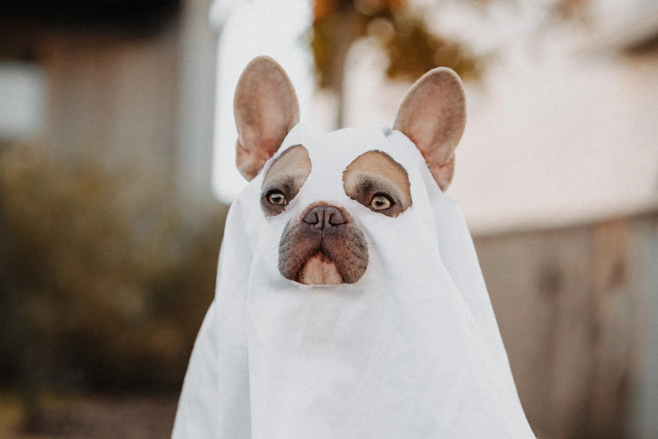 Halloween Safety Tips