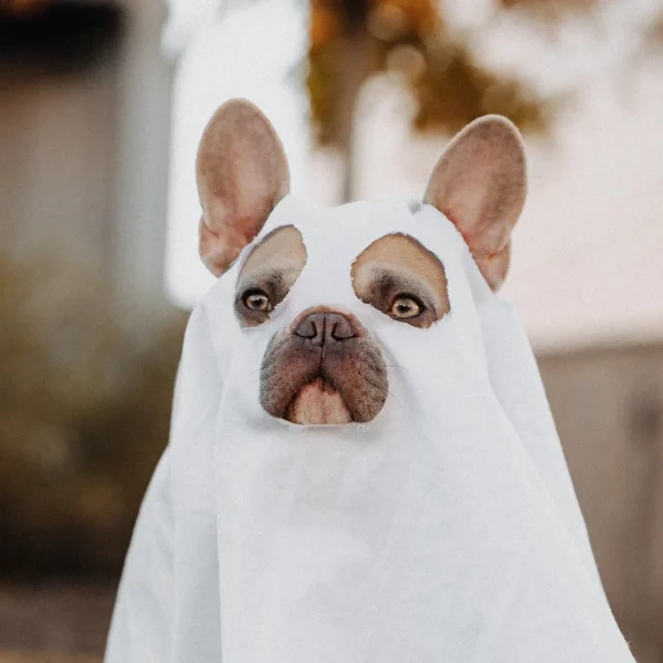 Halloween Safety Tips for Pet Owners