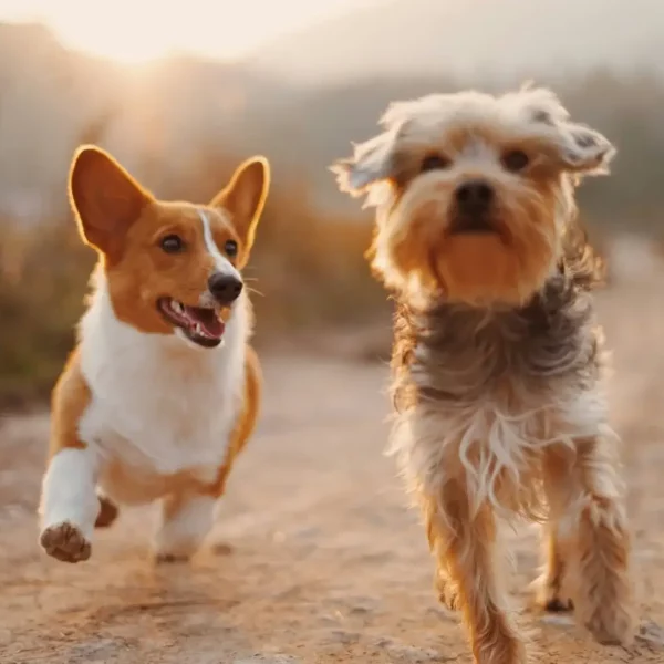 April is National Heartworm Month: Protect Your Pet at High Desert Veterinary