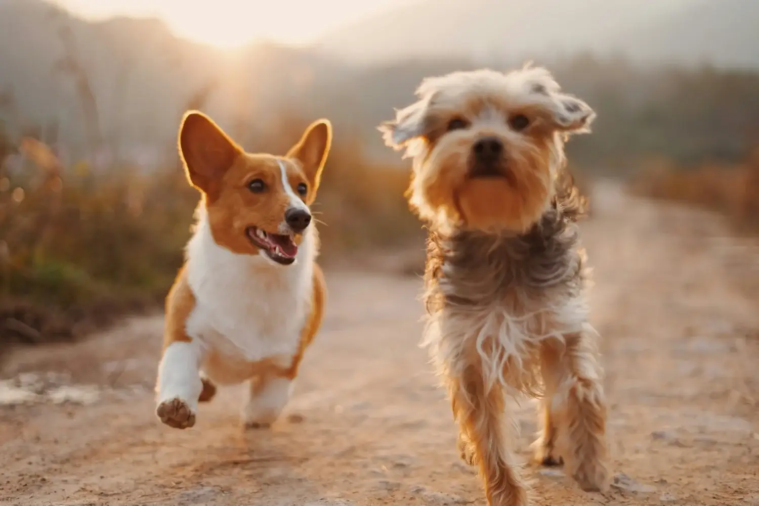 Heartworm Prevention