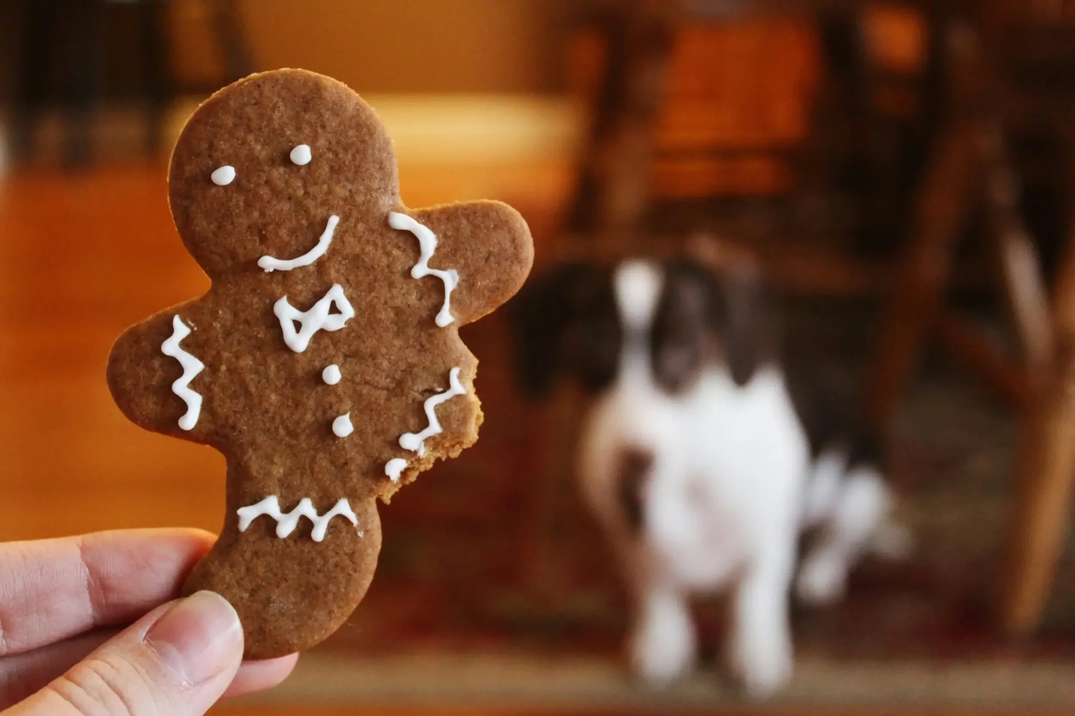 Holiday Recipies for Pets