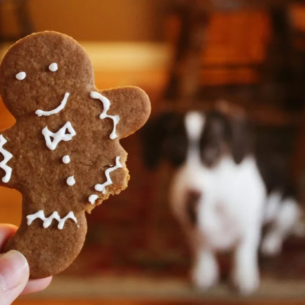 Healthy Holiday Treat Alternatives for Pets: A Guide to Pet-Friendly Festive Feasting