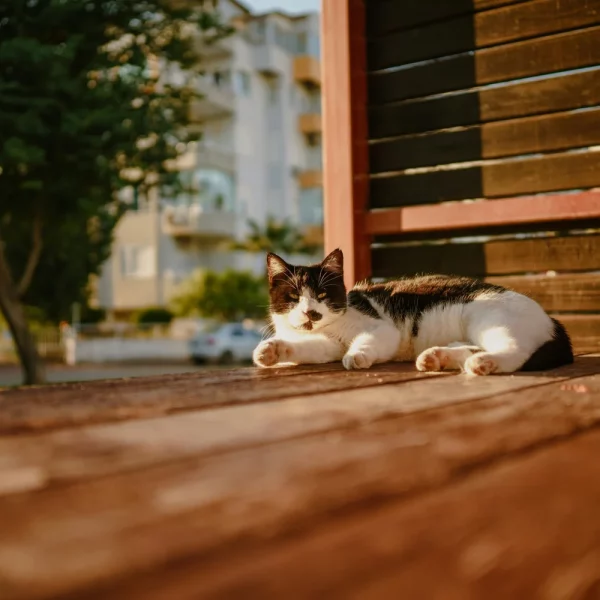 Top 10 Ways to Keep Your Pet Healthy in the High Desert
