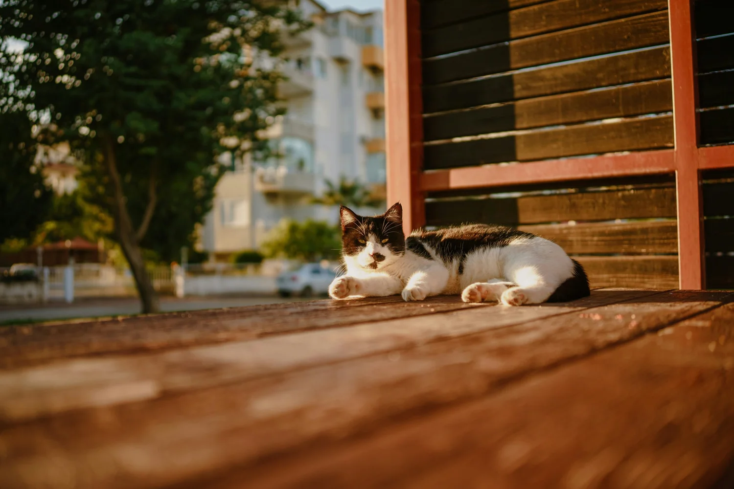 Keep Pets Healthy
