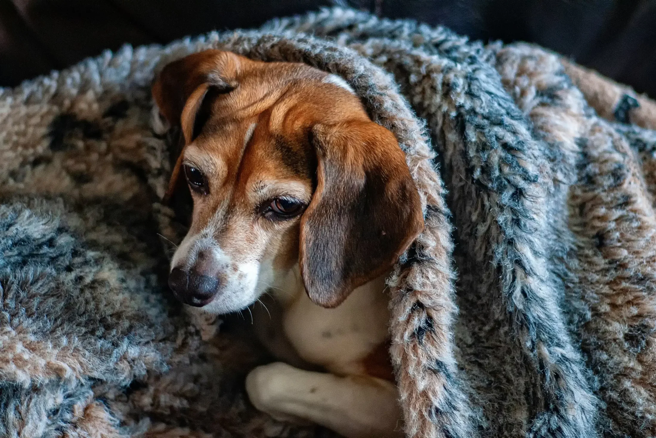 Keep Your Pet Warm