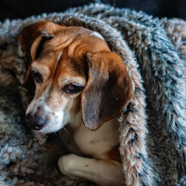 Keep Your Pet Warm This Winter with these Tips from High Desert Veterinary