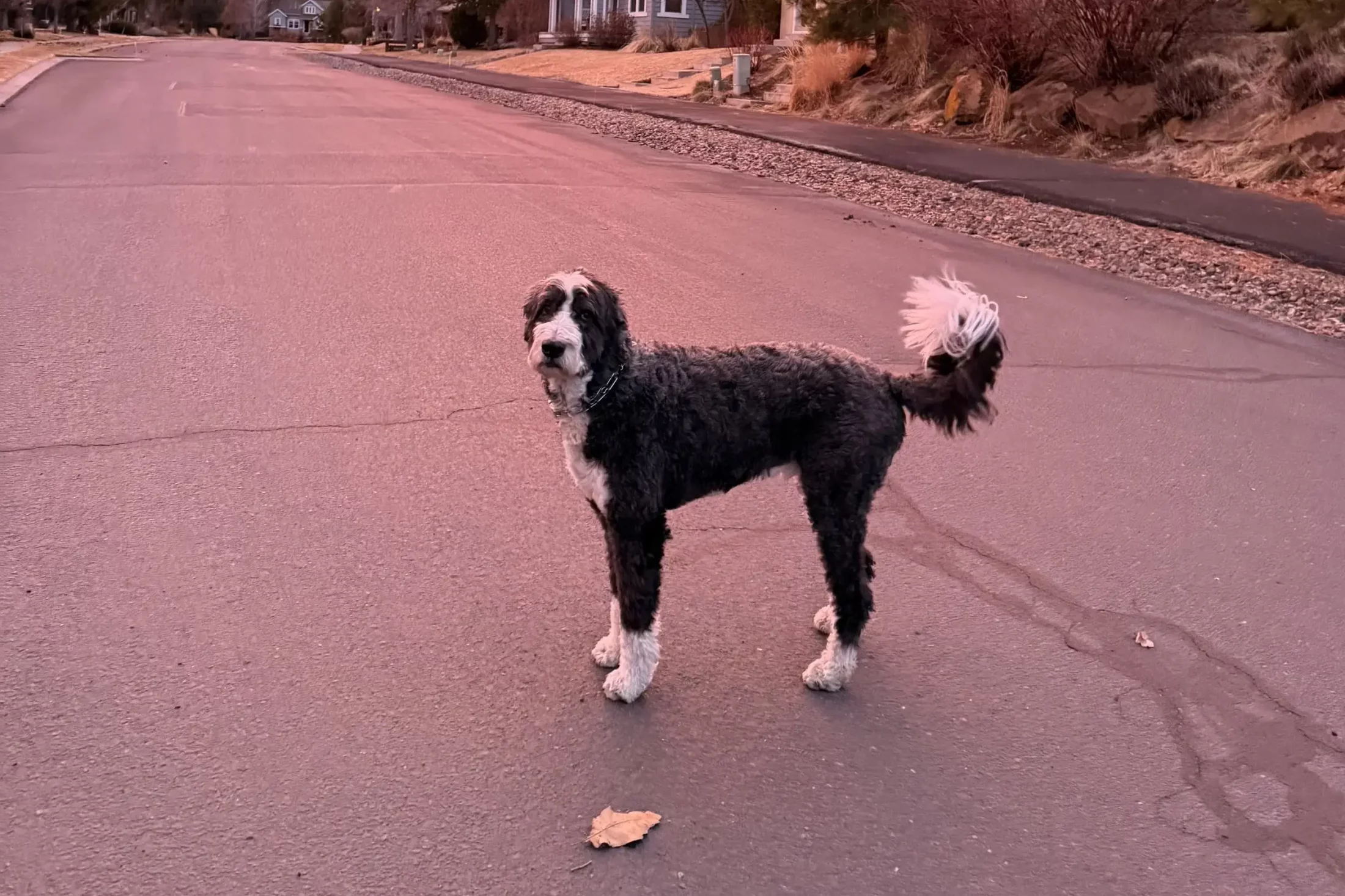 Morning Dog Walk