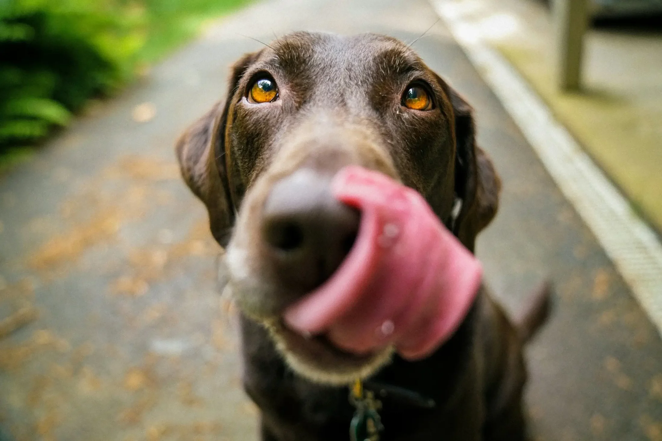 National Pet Obesity Awareness Day
