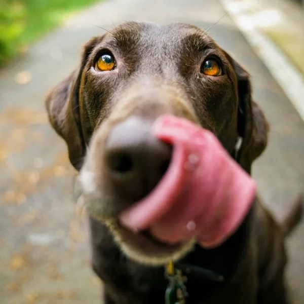 Fluff or Fat? How to Tell if Your Pet is Overweight and What to Do About It